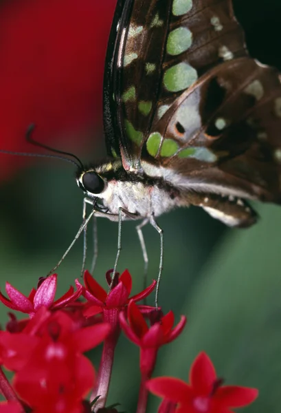 Staart jay vlinder — Stockfoto