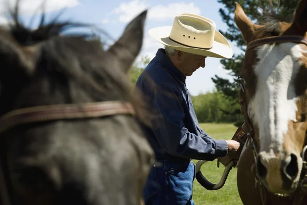 Vaquero y caballos — Foto de Stock