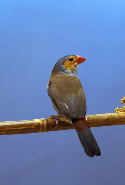 Finch på en abborre — Stockfoto