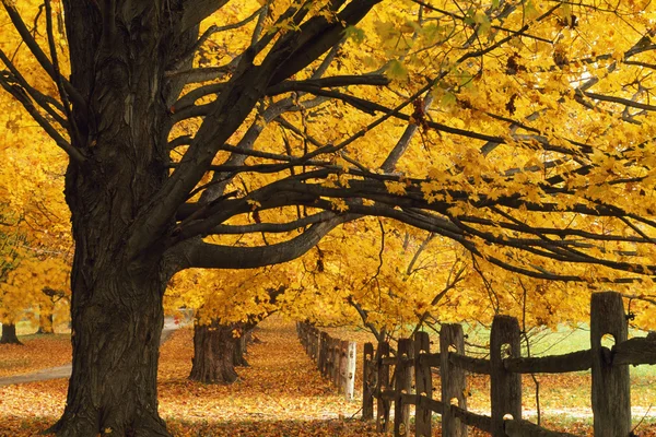 Bomen in de herfst — Stockfoto