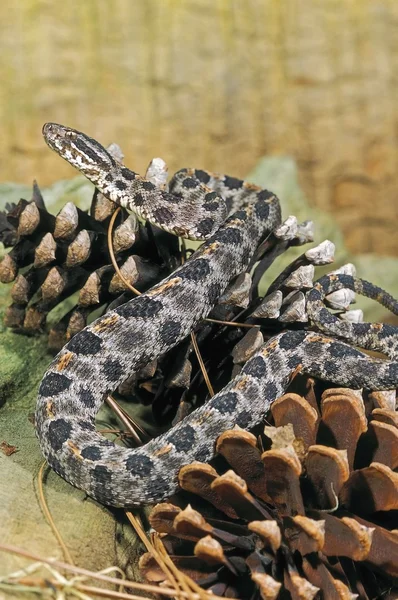 Rattlesnake pigmeu cremoso — Fotografia de Stock