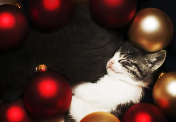 Kitten Sleeping In Decorations — Stock Photo, Image