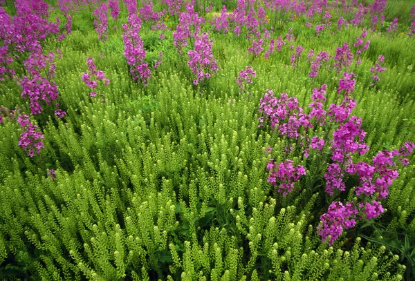 Paarse Wildbloem Patch — Stockfoto