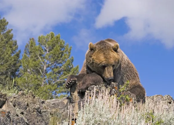 Medvěd grizzly — Stock fotografie