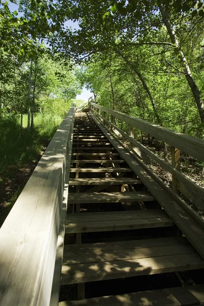 Escalier à travers les arbres — Photo