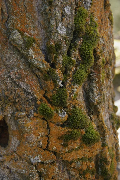 Croissance de mousse sur l'écorce d'un arbre — Photo