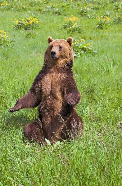 Grizzlybär sitzt auf — Stockfoto