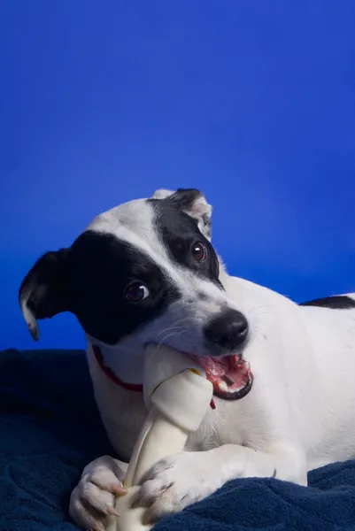 Jack Russell Terrier kaut auf Knochen — Stockfoto
