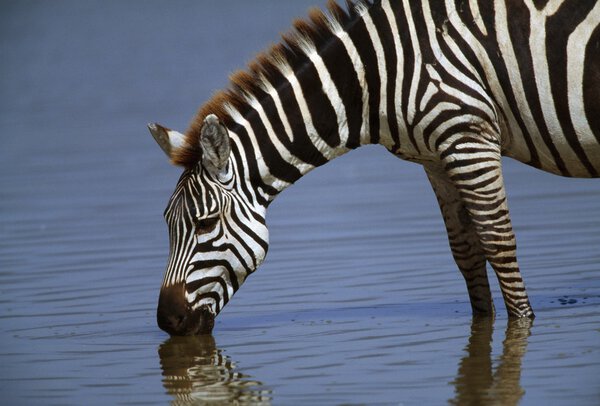 Zebra Drinking Water