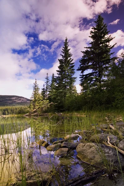 Teich und Bäume — Stockfoto