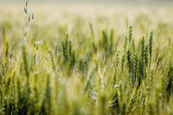 Teste di Grano — Foto Stock