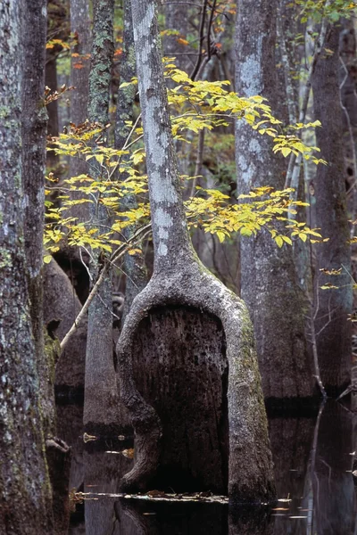 Drzewa w bagnie — Zdjęcie stockowe
