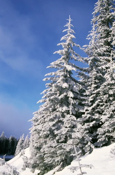 Snötäckta tallar — Stockfoto