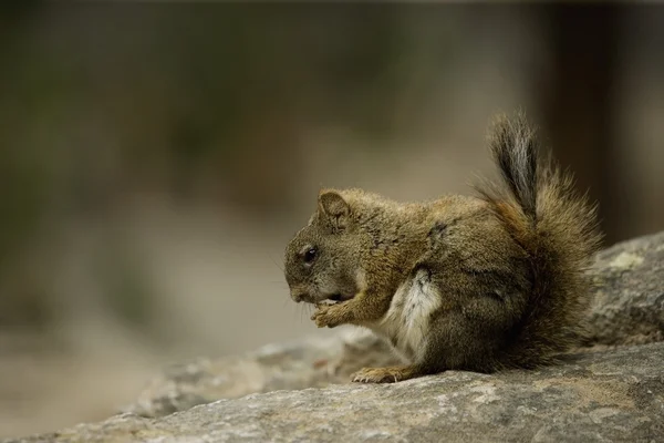 Close-Up Of A Squirrel — Stock Photo, Image