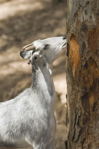 Geit eten schors van boom — Stockfoto