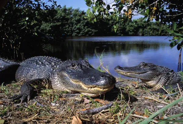 Amerikaanse alligators — Stockfoto