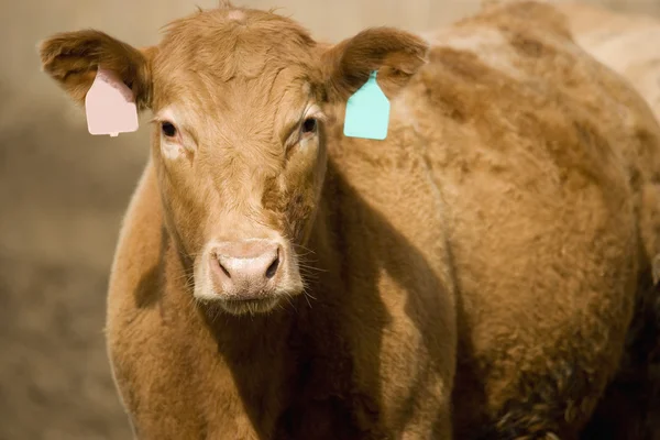 Cows in the farm — Stock Photo, Image