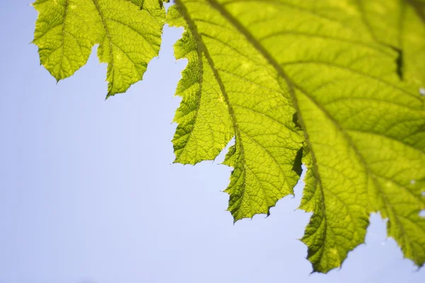 Närbild av ett blad mot himlen — Stockfoto