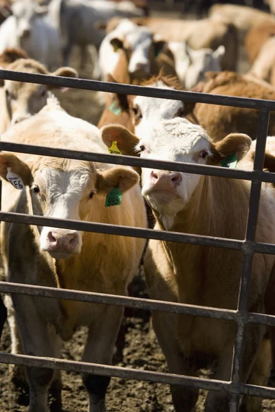 Vacas em Corral — Fotografia de Stock