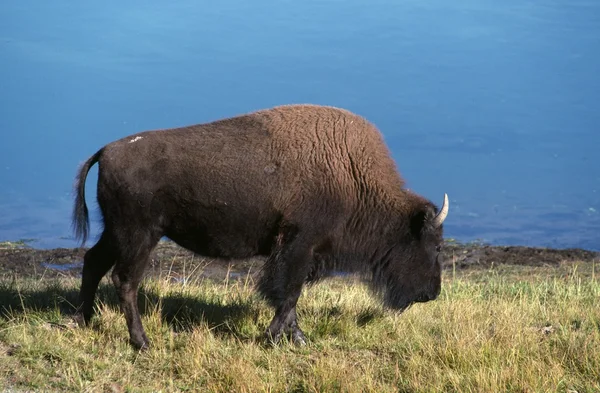 Grote bison — Stockfoto