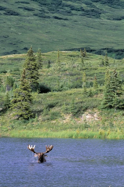 Moose zwemmen in meer — Stockfoto