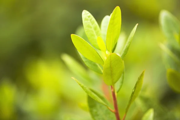 Folhas verdes — Fotografia de Stock