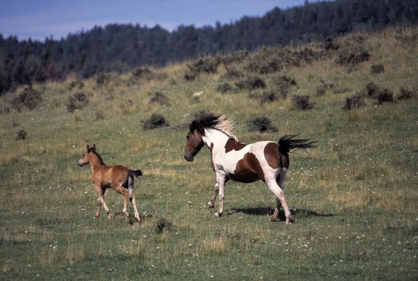 Mare Running With Colt — Stock Photo, Image