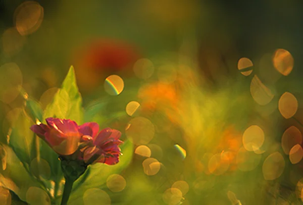 Květ květ — Stock fotografie