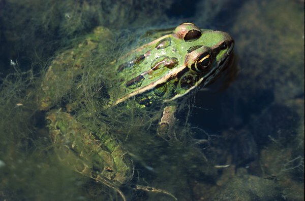 Northern Leopard Frog In Water