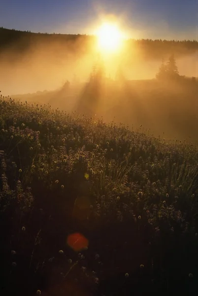 Sonne durch Nebel im Feld — Stockfoto