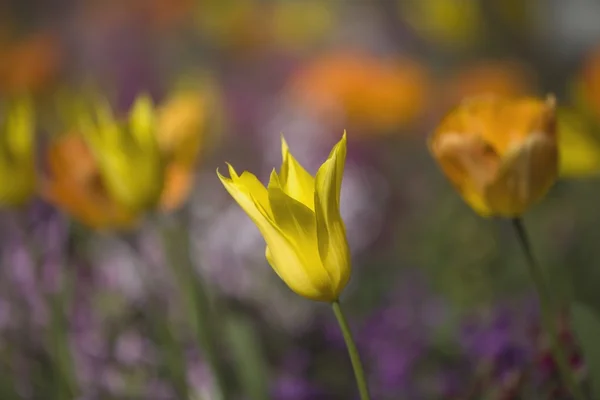 Tulipány — Stock fotografie