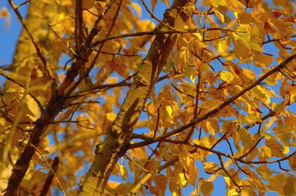 Foglie in autunno — Foto Stock