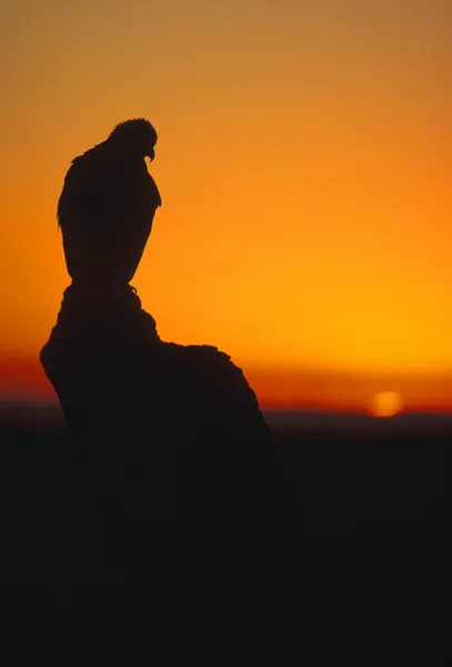 Steinadler bei Sonnenuntergang — Stockfoto