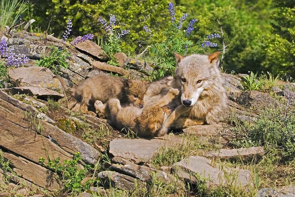 Lobo cachorros y madre en den sitio —  Fotos de Stock