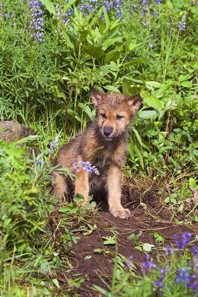 Filhote de lobo em Den — Fotografia de Stock