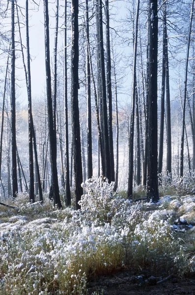 Oheň zčernalé stromy bandelier Národní památník — Stock fotografie