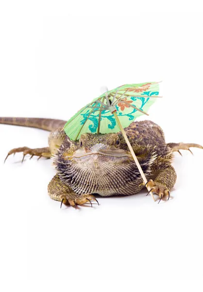 Bearded dragon ödla med parasoll — Stockfoto