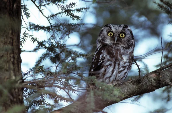 Boreal Owl — Stock Photo, Image