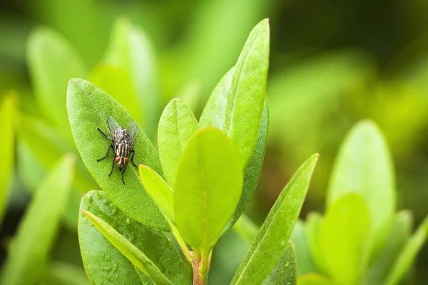 Närbild av fluga på blad — Stockfoto