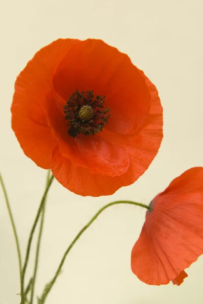 Wild Red Poppies — Stock Photo, Image