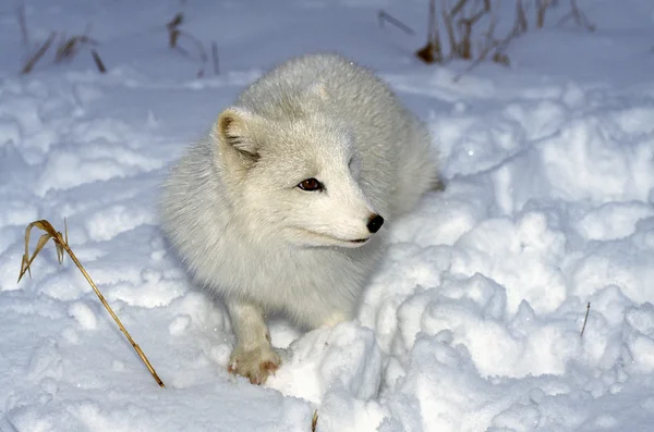 Raposa ártica na neve — Fotografia de Stock