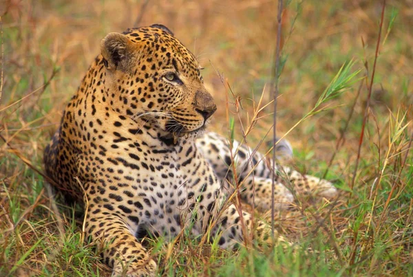 Leopard leží v trávě — Stock fotografie