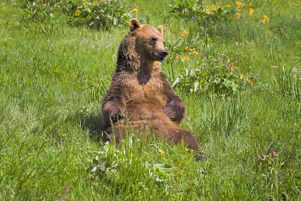 Grizzlybjörn sitter i gräset — Stockfoto