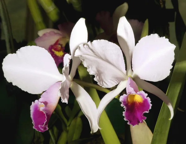 Orchidea di Laelia — Foto Stock