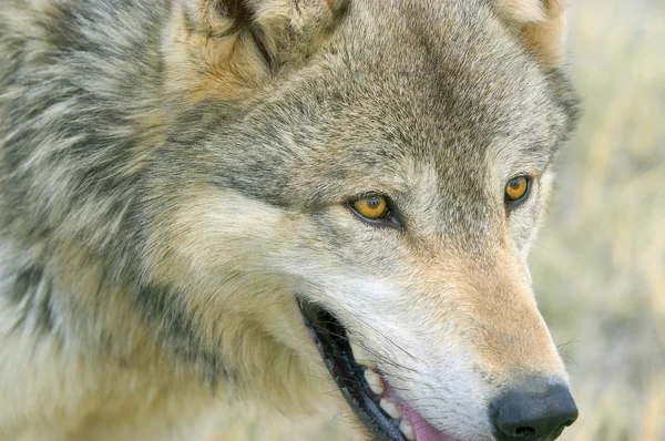 Lobo de madera — Foto de Stock