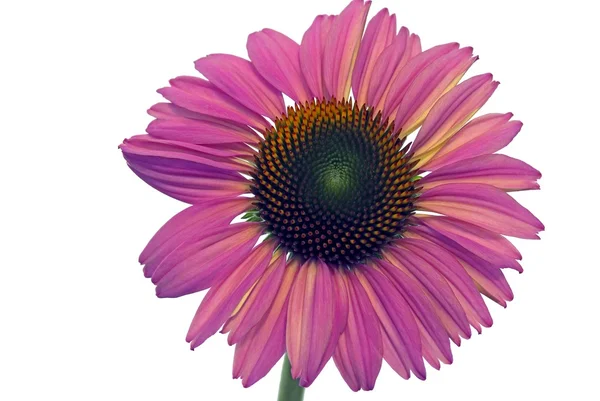 Echinacea — Stockfoto