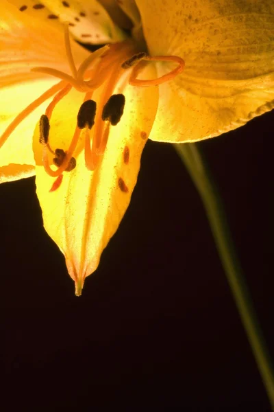 Gele lelie — Stockfoto