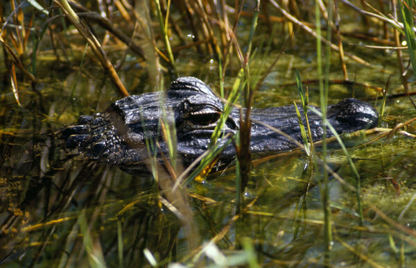 Alligator In Water