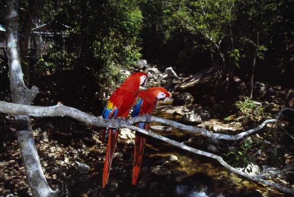 Pair Of Scarlet Macaws On Tree Branch — Stock Image Pair Of Scarlet Macaws On Tree Branch Stock Image