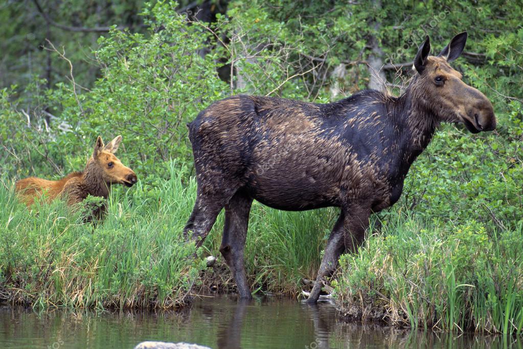 Cow And Calf Moose